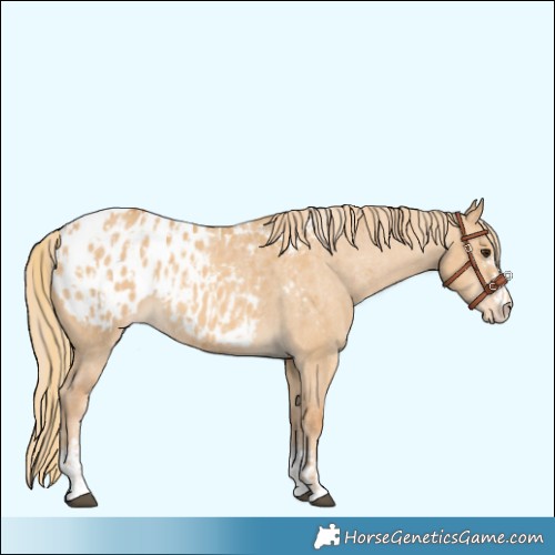 Horse Color:Red Dun Appaloosa and Red Dun Appaloosa