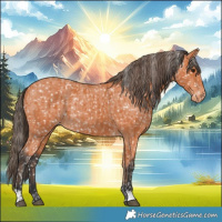 Horse Color:Bay Appaloosa  and Bay Appaloosa Rabicano 
