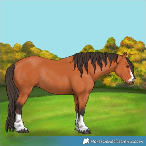 Horse Color:Bay Rabicano 
