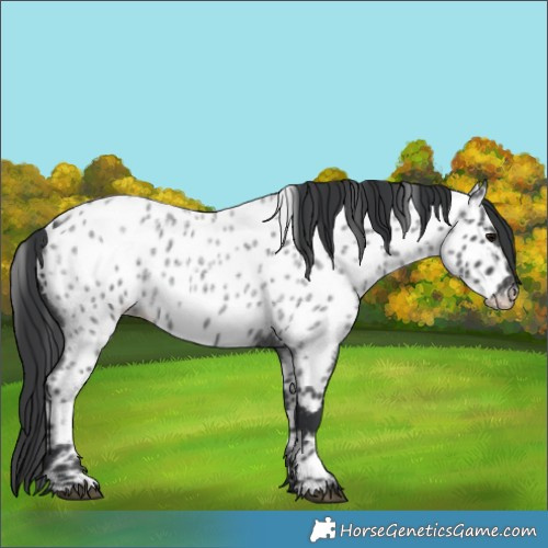 Horse Color:Blue Roan Appaloosa 