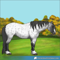 Horse Color:Blue Roan Appaloosa 