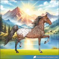 Horse Color:Bay Appaloosa and Bay Appaloosa Rabicano
