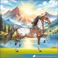Horse Color:Bay Blanket  and Bay Blanket Rabicano 
