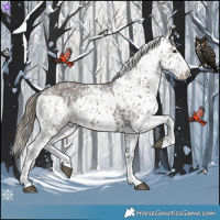 Horse Color:Brown Dun Skewed Appaloosa  and Smoky Grullo Skewed Appaloosa 