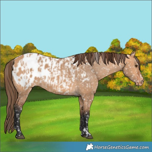 Horse Color:Bay Dun Appaloosa  and Bay Dun Appaloosa 