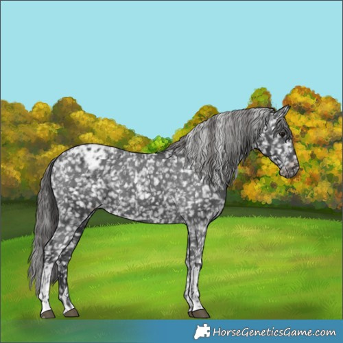 Horse Color:Black Snowflake Varnish  and Black Snowflake Varnish 
