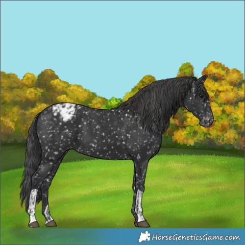 Horse Color:Black Appaloosa  and Black Appaloosa 