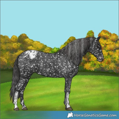 Horse Color:Black Appaloosa  and Black Appaloosa 