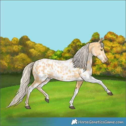 Horse Color:Palomino Near Leopard and White Spotted Palomino Near Leopard