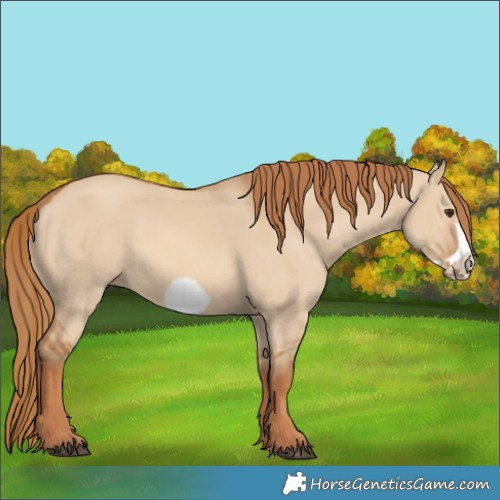 Horse Color:Red Dun Frame 