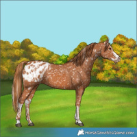 Horse Color:Chestnut Blanket  and Chestnut Splash Blanket 