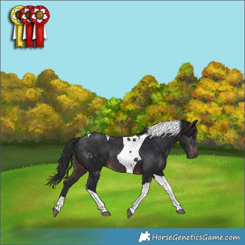 Horse Color:Brown Tobiano Rabicano