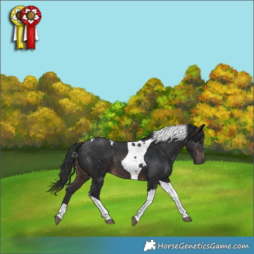 Horse Color:Brown Tobiano Rabicano