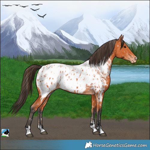 Horse Color:Bay Appaloosa  and Bay Appaloosa 