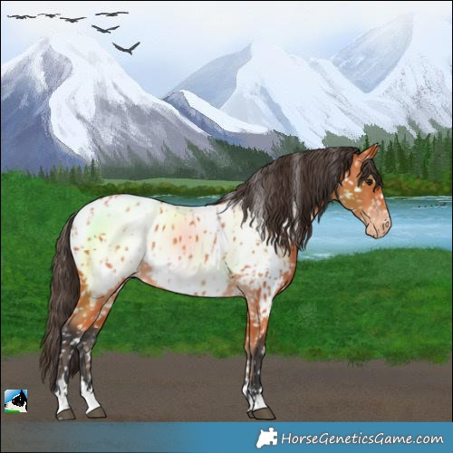 Horse Color:Bay Near Leopard and Bay Near Fewspot