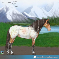 Horse Color:Bay Near Leopard  and Bay Near Fewspot 