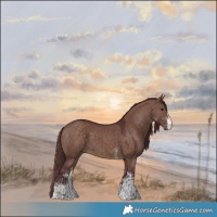 Horse Color:White Spotted Chocolate Brown Dun Rabicano