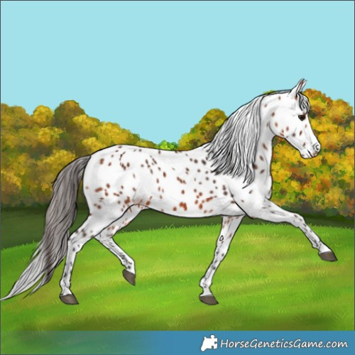 Horse Color:Bay Leopard 
