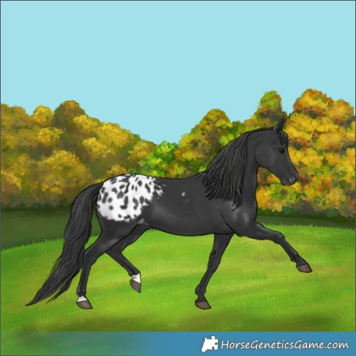 Horse Color:Black Blanket 