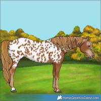 Horse Color:Gray Chestnut Near Leopard 