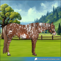 Horse Color:Chestnut Skewed Appaloosa and Chestnut Frame Skewed Appaloosa