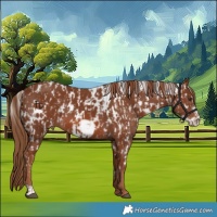 Horse Color:Chestnut Skewed Appaloosa  and Chestnut Frame Skewed Appaloosa 