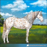 Horse Color:Chestnut Appaloosa  and Chestnut Appaloosa 