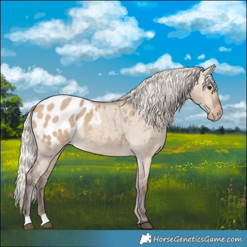 Horse Color:Silver Brown Dun Blanket 