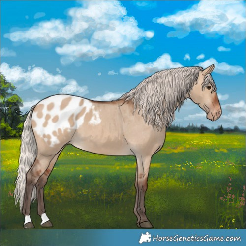 Horse Color:Silver Brown Dun Blanket 