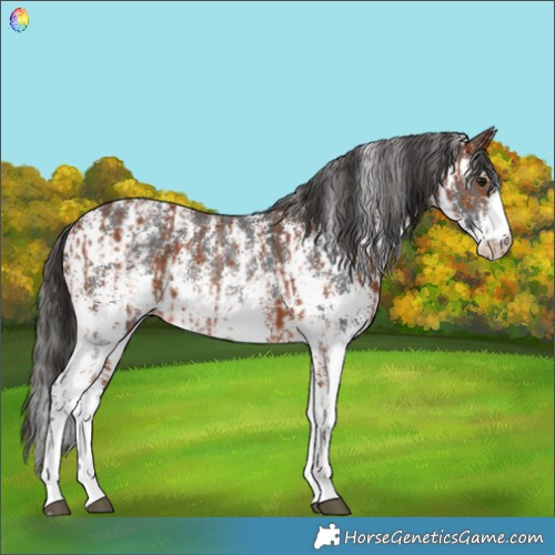 Horse Color:Bay Sabino Rabicano  and Brown Sabino Rabicano 