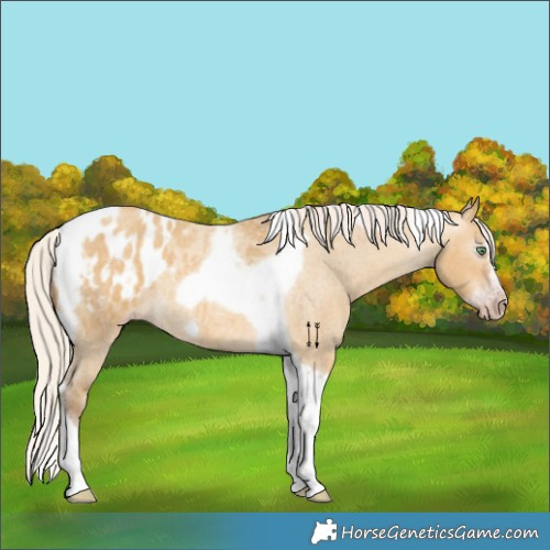 Horse Color:Gray Silver Amber Cream Champagne Roan Dun Splash Tobiano Frame Appaloosa Rabicano 