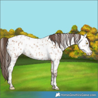 Horse Color:Amber Champagne Near Leopard  and Amber Champagne Near Fewspot 