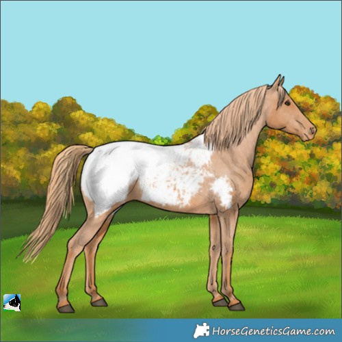 Horse Color:Chestnut Appaloosa 