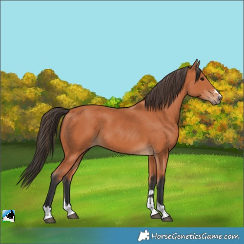 Horse Color:Bay 
