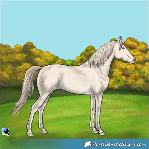 Horse Color:Perlino 