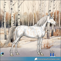 Horse Color:Perlino Appaloosa 