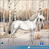 Horse Color:Perlino Appaloosa 