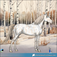 Horse Color:Perlino Appaloosa 