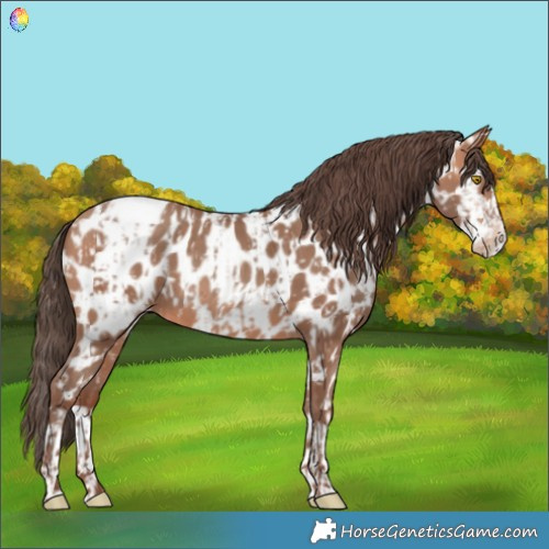 Horse Color:Amber Champagne Frame Appaloosa  and Amber Champagne Splash Frame Appaloosa 