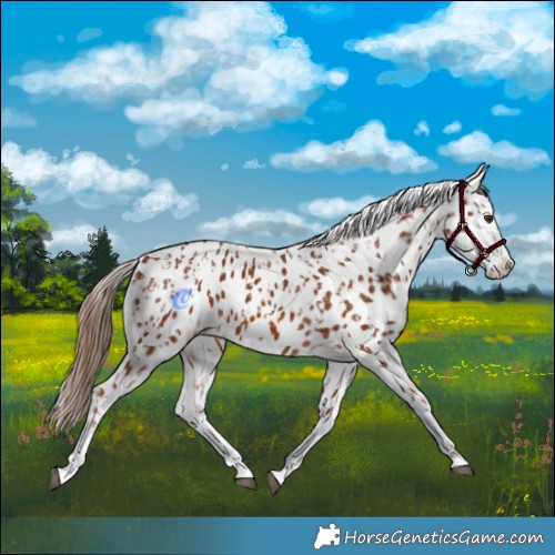 Horse Color:Chestnut Appaloosa  and Chestnut Appaloosa 