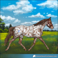 Horse Color:Chestnut Appaloosa  and Chestnut Appaloosa 
