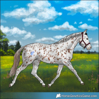 Horse Color:Chestnut Appaloosa  and Chestnut Appaloosa 