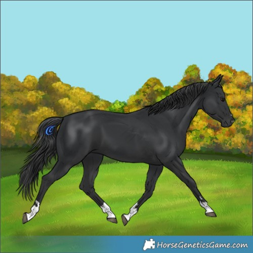Horse Color:Black 