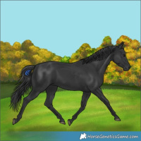 Horse Color:Black 