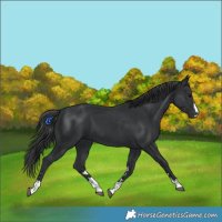 Horse Color:Black 