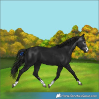 Horse Color:Gray Black 