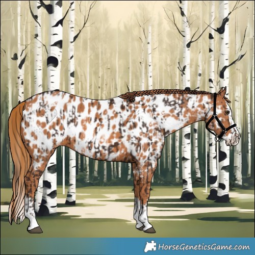 Horse Color:Liver Chestnut Appaloosa  and Chestnut Splash Appaloosa 