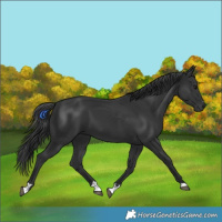 Horse Color:Black 