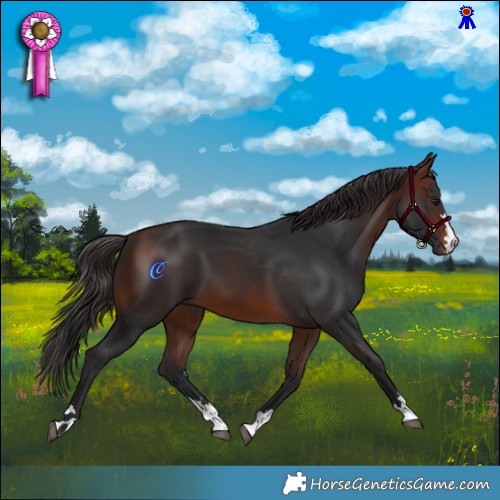 Horse Color:Brown 