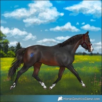 Horse Color:Brown 